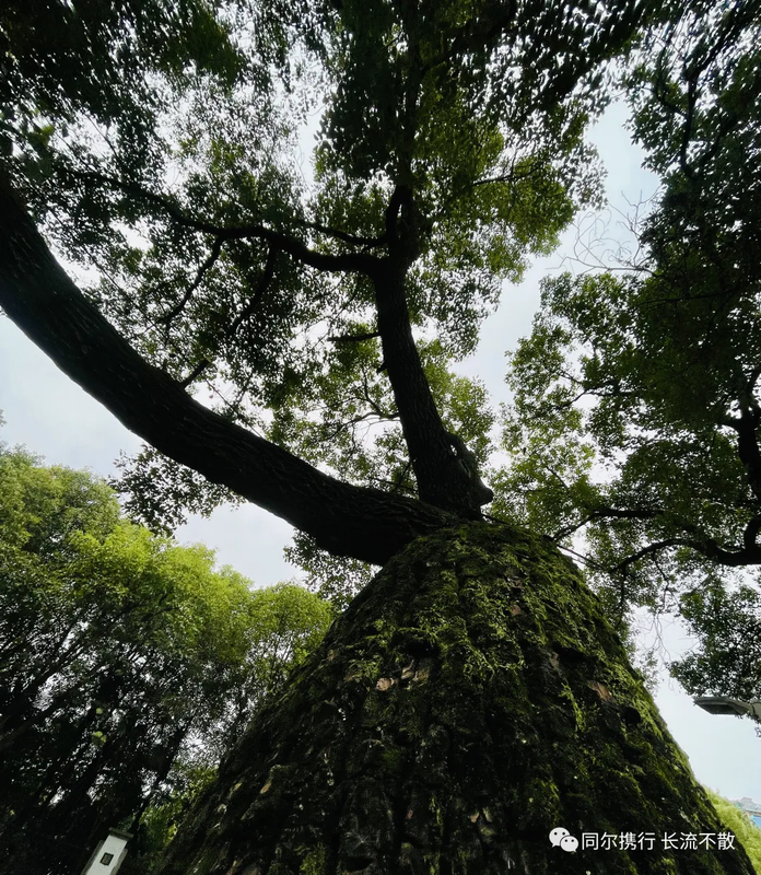 可能由于网络问题没显示出来