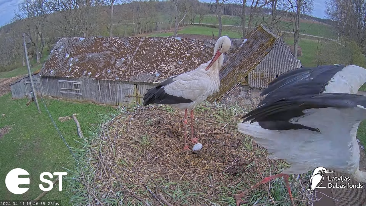 Baltie stārķi (Ciconia ciconia) Tukuma novadā - LDF tiešraide __ White storks in Tukums, Latvia 11-4