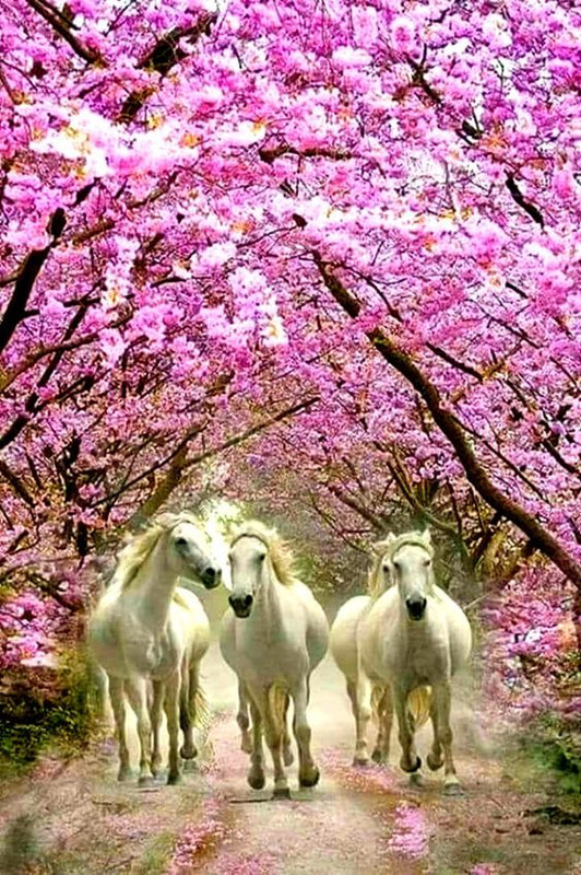 pinkandwhitehorses.jpg