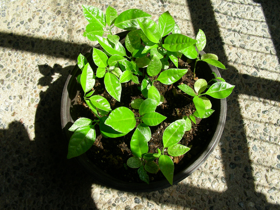 DSCN3206