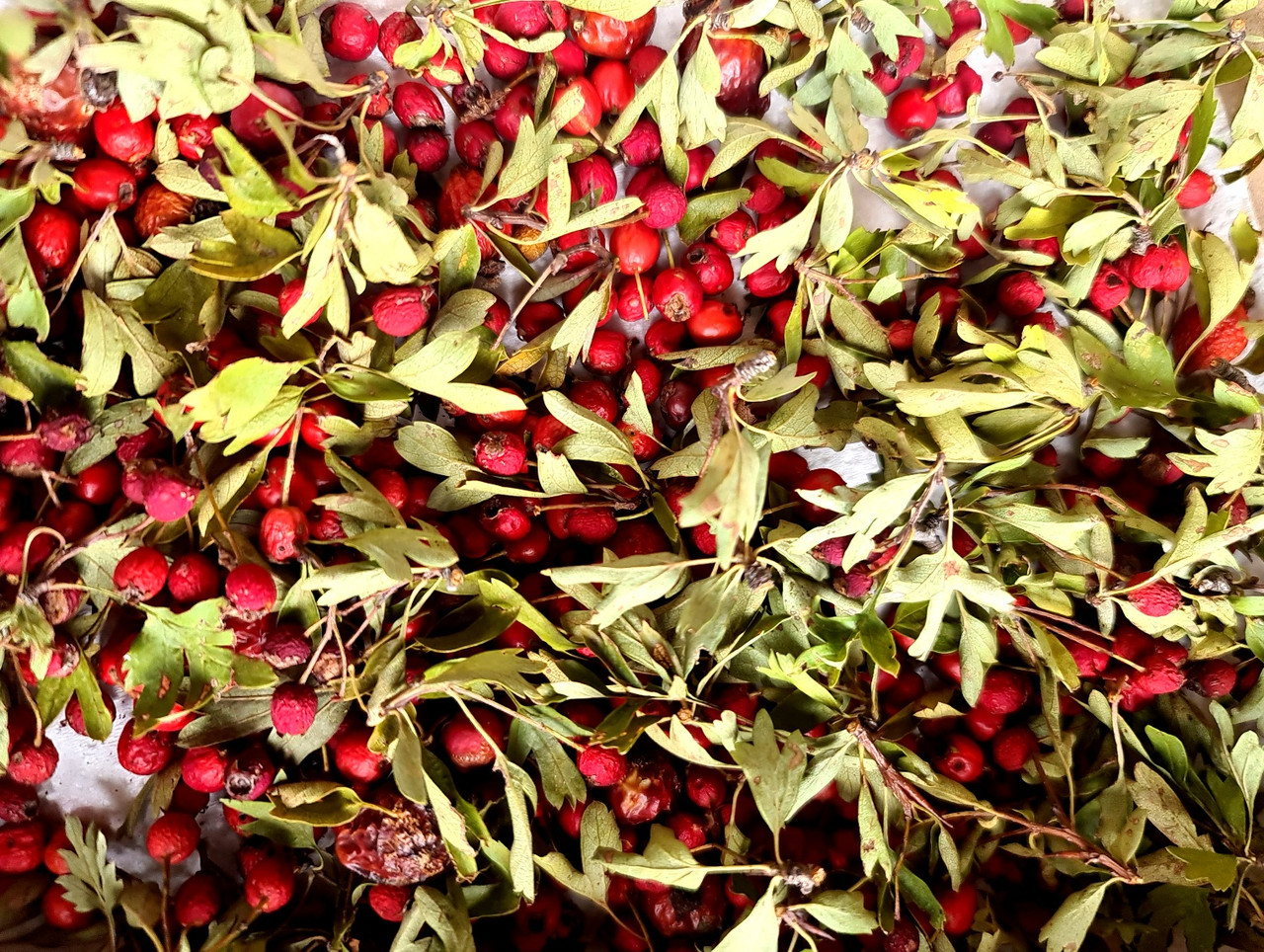 hranjenje in sušenje zdravilnega gloga za pripravo čaja in tinkture