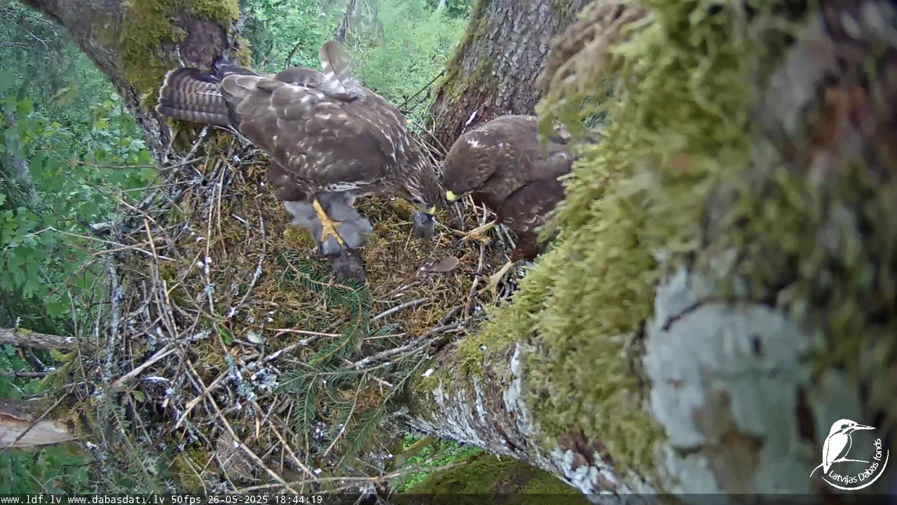 Melnās klijas (Milvus migrans) Kurzemē_ peļu klijāni (Buteo buteo) 8-45-54 screenshot