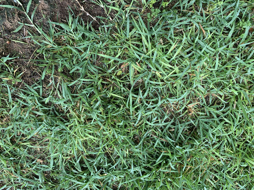 Yellow blades in 1 yr old Zenith Zoysia Lawn Care Forum