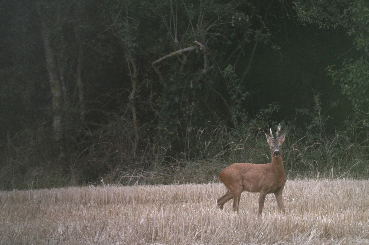 7D_2015_08_08_1191 copie