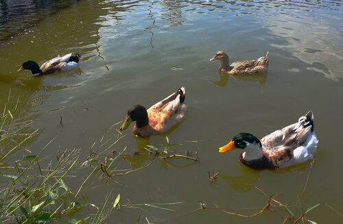 patos.jpg