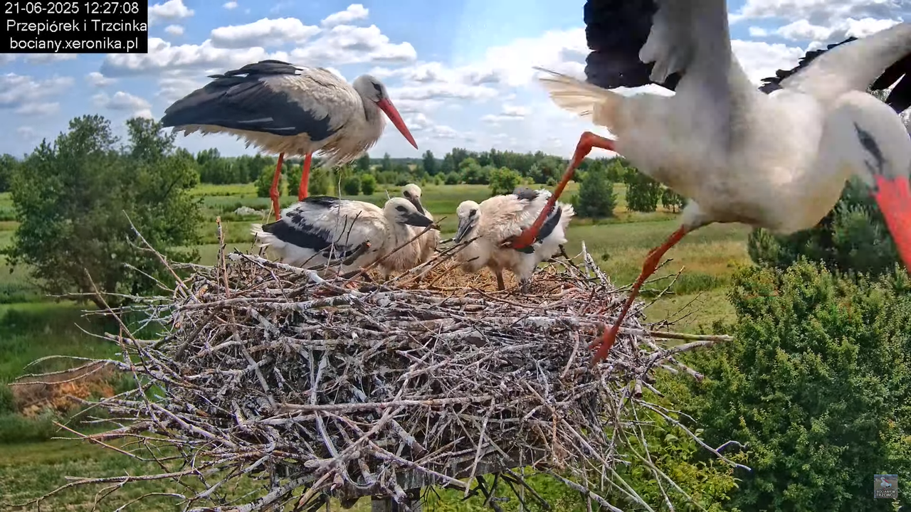 21062025bociany21