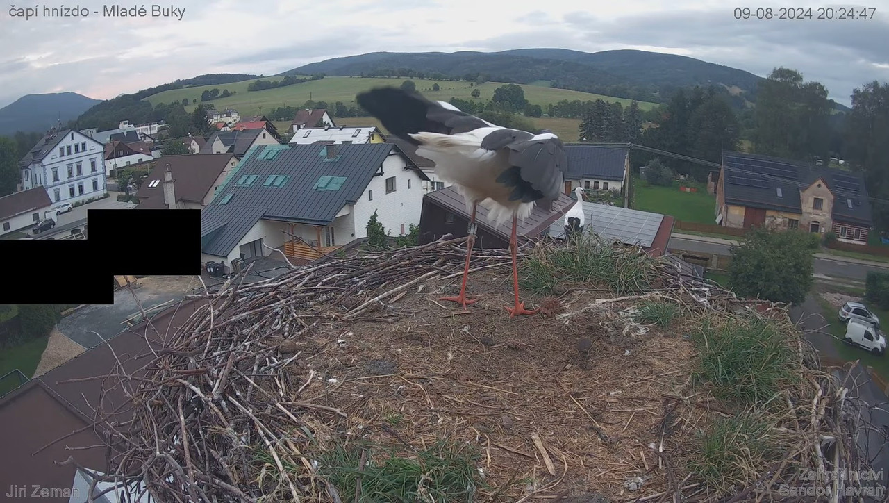 Tiešraides kamera — Mladé Buky — stārķa ligzda 12-59-27 screenshot