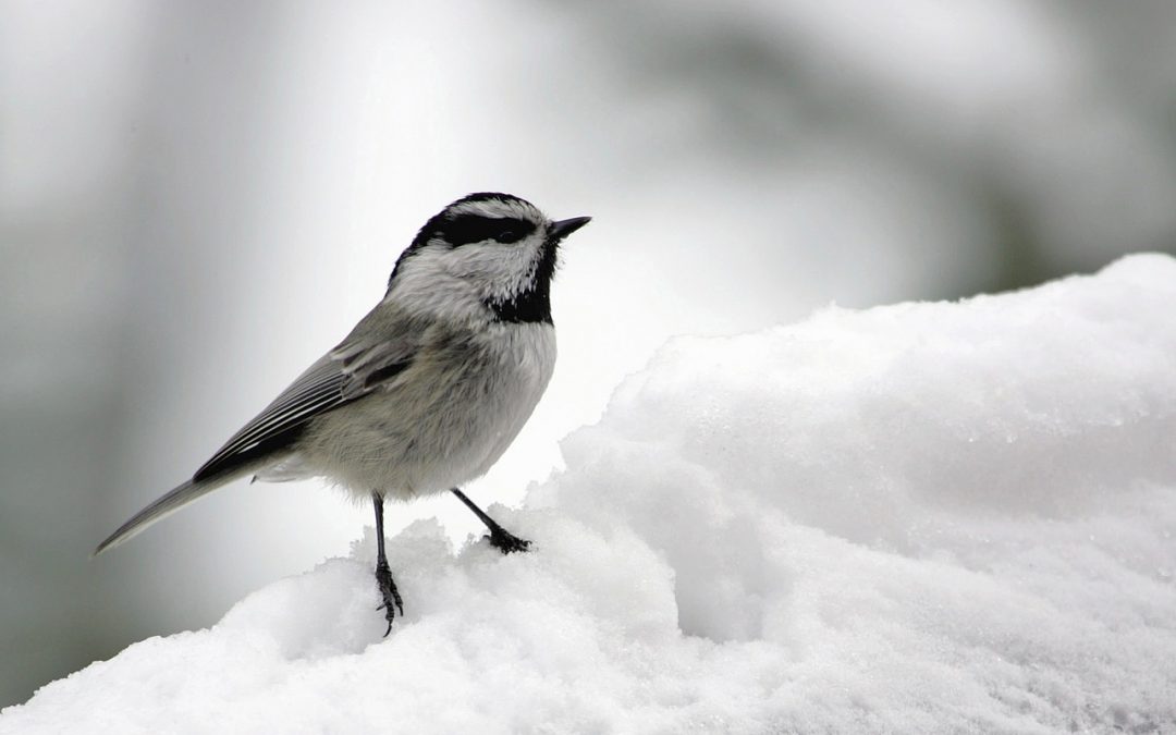 feeding birds during winter