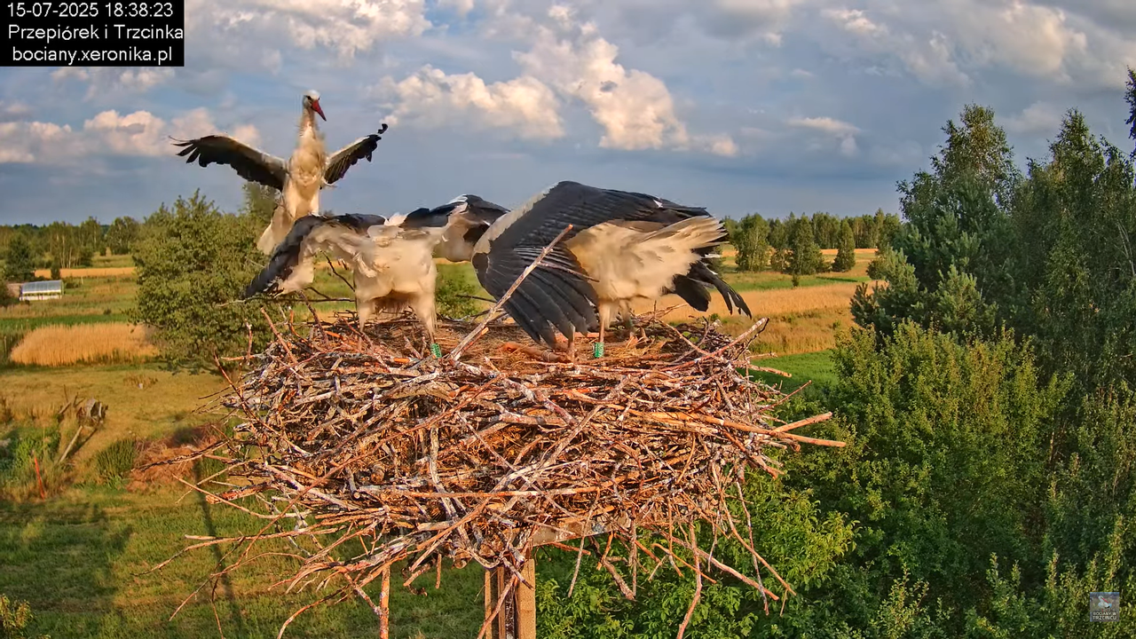 15072025bociany35