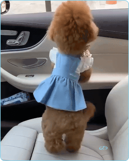 250826-chien-content-voiture
