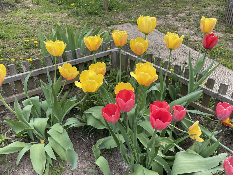 https://i.postimg.cc/mDd9XtTP/IMG-2735.jpg