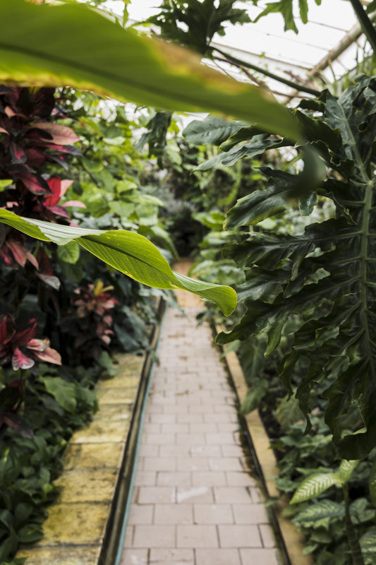 дорожка для теплицы