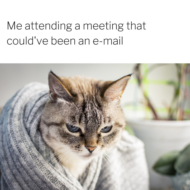 canva-white-cat-meeting-square-optional-meme-Ne-Uu5eifu-Do.jpg