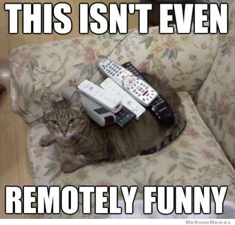 Znny-cat.jpg