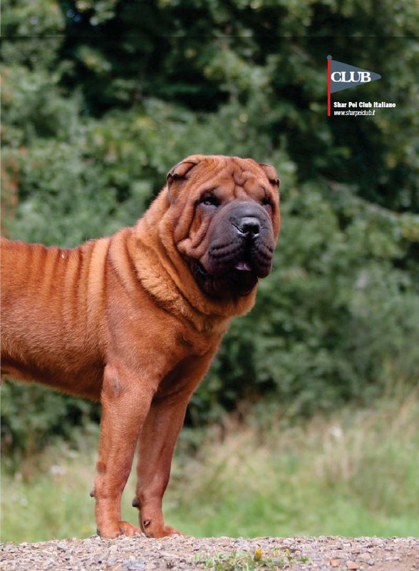 Il M C Dic 2022-Gen 2023 (6)