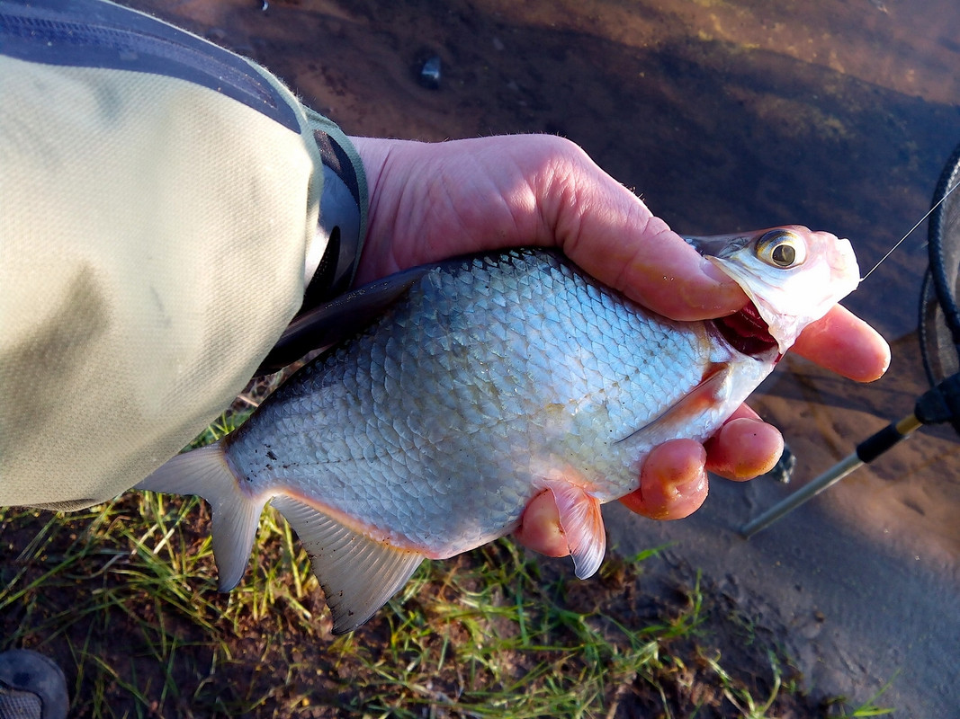 Заостровка 31.05.14 04