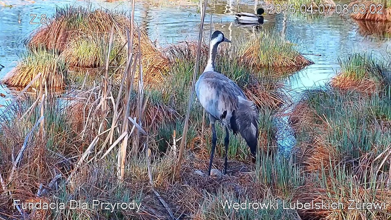 Kamera na żywo Gniazdo żurawia, okolice Poleskiego PN. Live cam nesting common crane, Polesie Poland