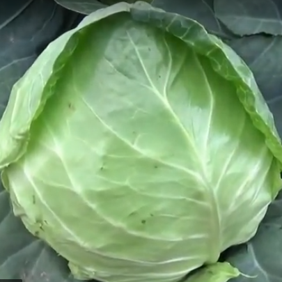 Капуста Бильбо F1