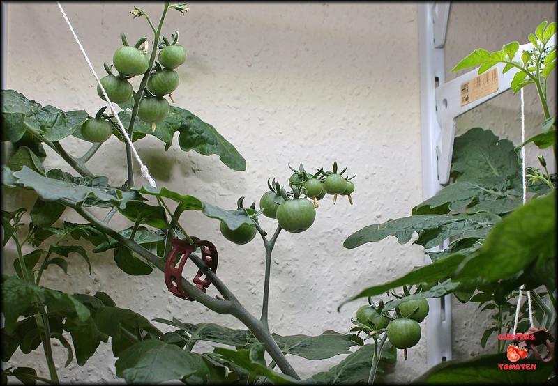 [Bild: Tomaten-18012026.jpg]