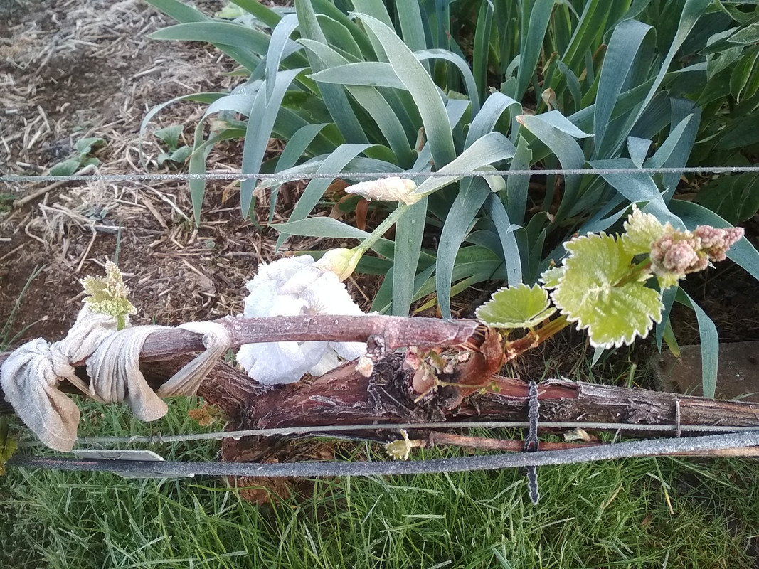 200512_Frost an Reben