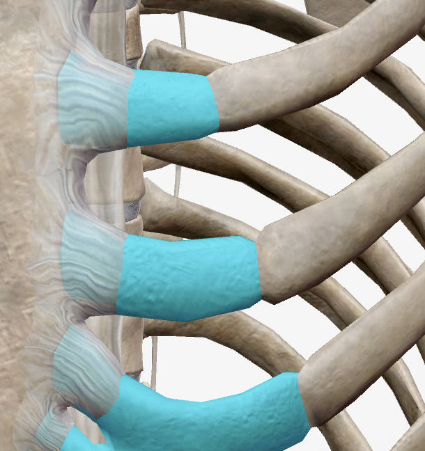 Articulations du Thorax