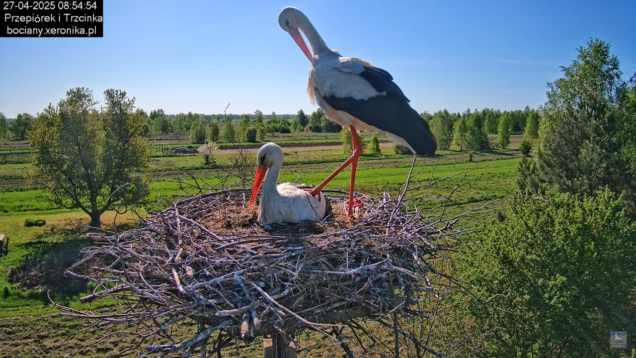 27042025bociany4