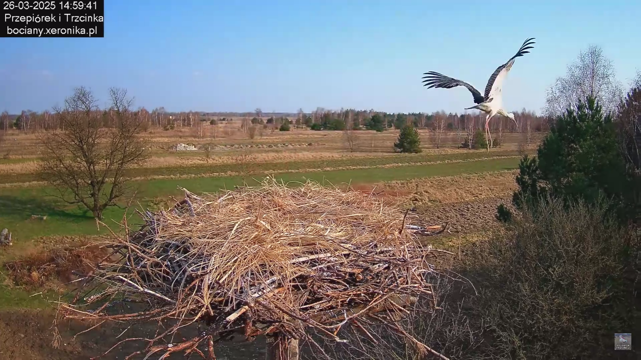 26032025Wpada bocius_22