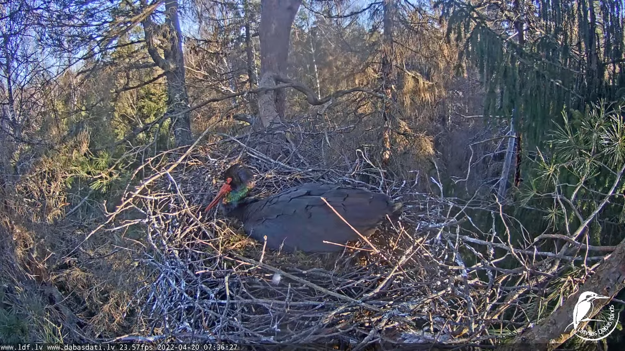 Melnais stārķis (Ciconia nigra) Siguldas novadā - LDF tiešraide 8-3-3 screenshot