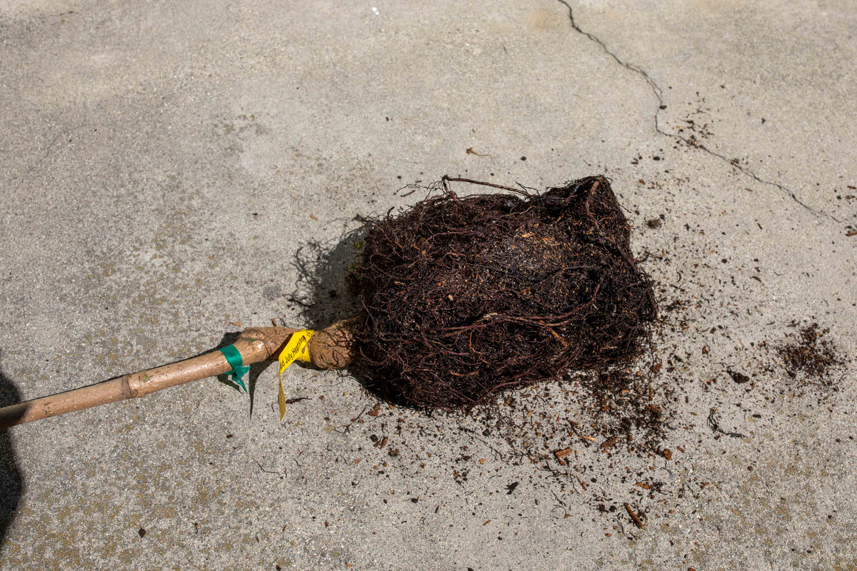 Cac Mango Lower Rootball (8-30-2019)