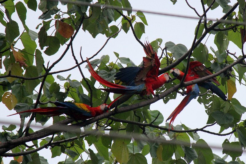 DIA 12: TRASLADO A DOMINICAL Y COCODRILOS EN TÁRCOLES - DE TORTUGAS Y PEREZOSOS. COSTA RICA 2019 (13)