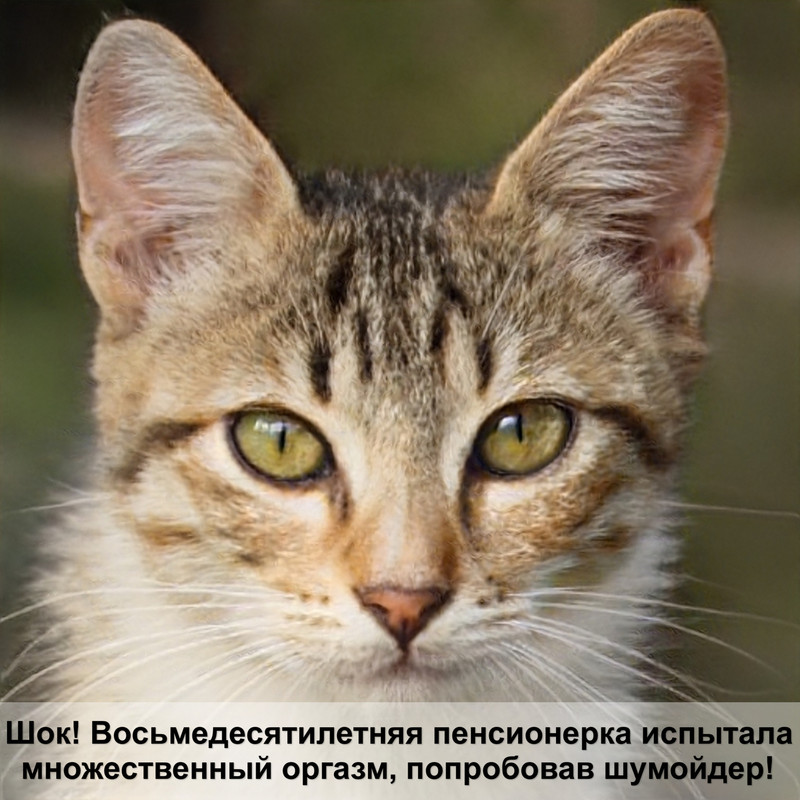 мейн кун котята фото