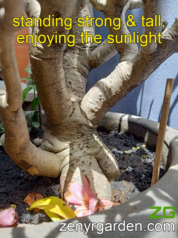 potassium-for-desert-rose-tree.jpg