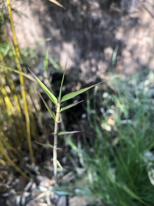 A93A85FE-31E4-409E-8094-E3733A2FB39A