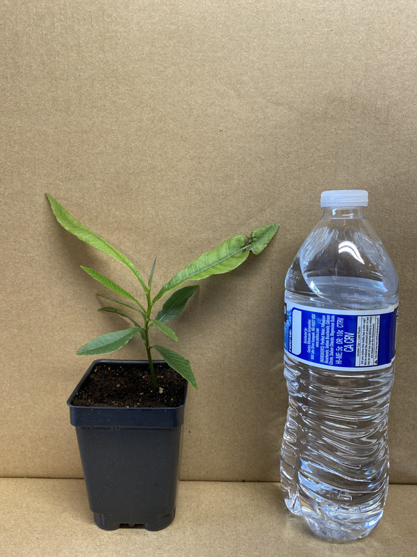 1CB72CBA-2FA1-43C9-9E77-58A67C0DCDBE