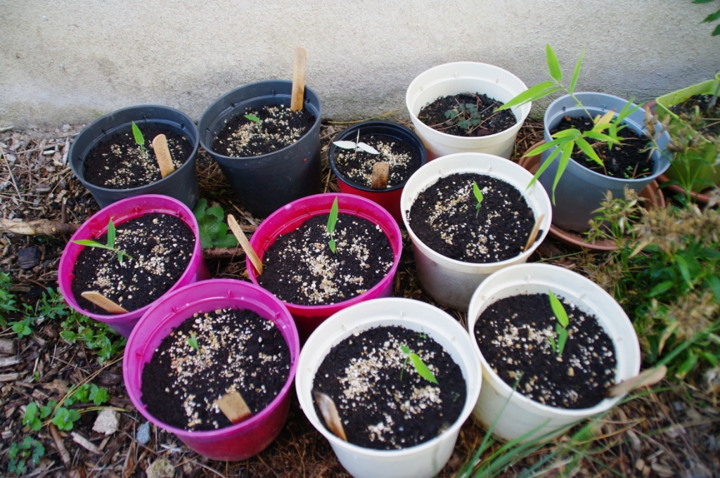 Semis gigantochloa  23082020 (1)