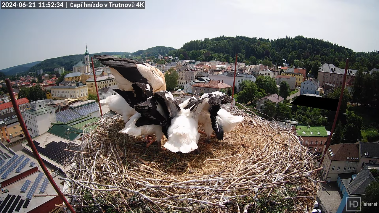 Tiešraidē no stārķa ligzdas uz alus darītavas skursteņa Trutnovā 12-11-4 screenshot