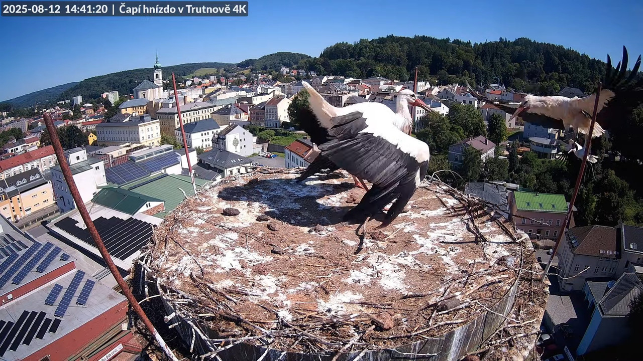 Živě z čapího hnízda na pivovarském komíně v Trutnově 11-18-53 screenshot (1)