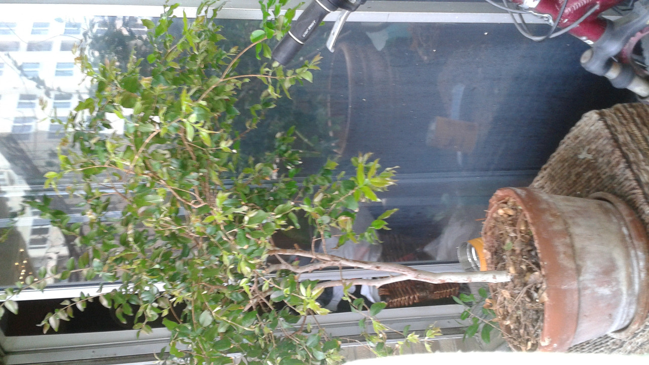 Jaboticaba March 2016 (4)