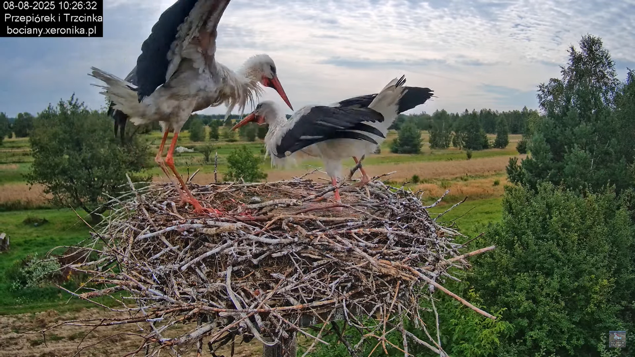 08082025bociany9