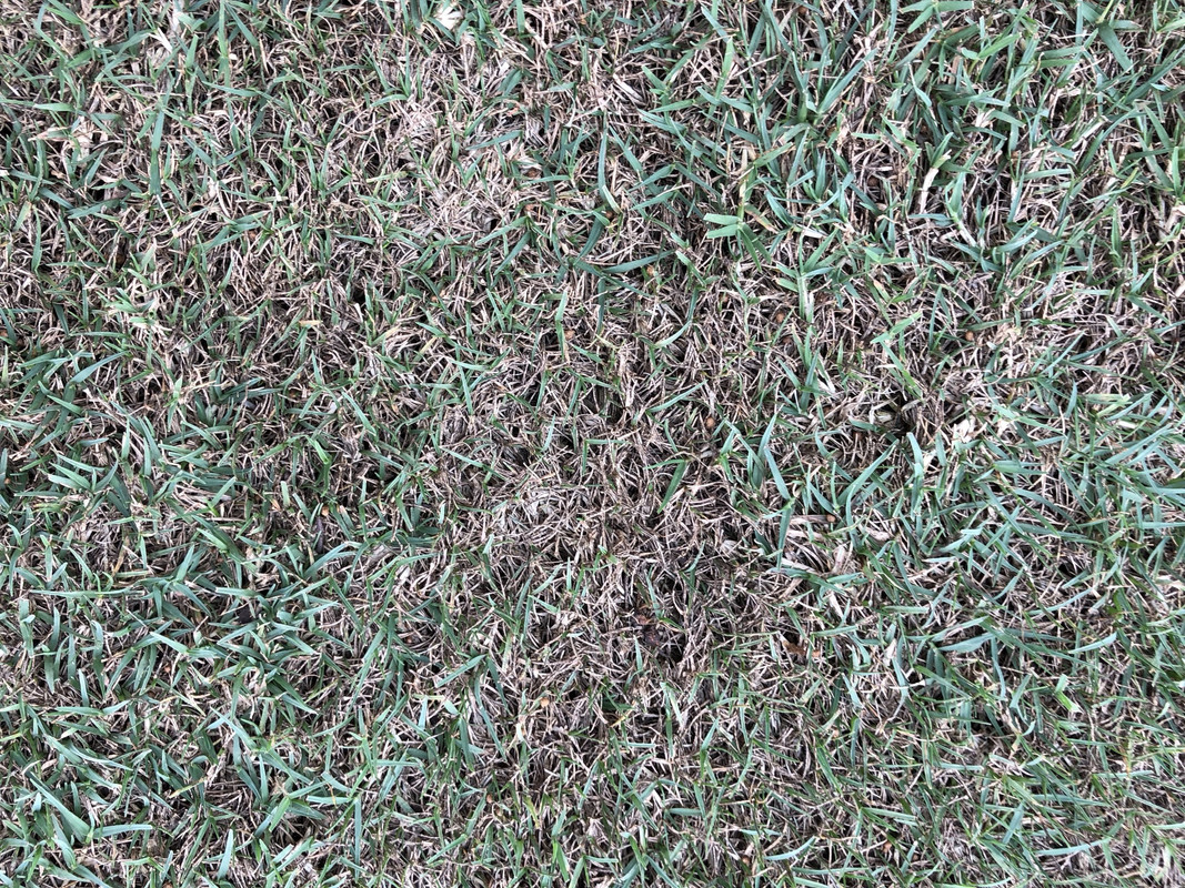 Grass is turning black The Lawn Forum
