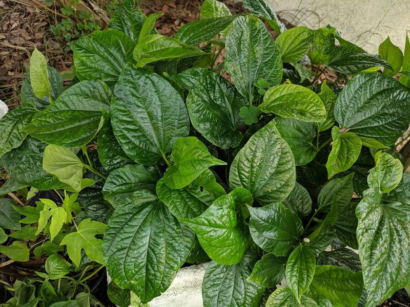 [Image: IMG-20190509-174300.jpg]