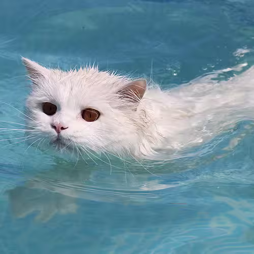 White long-haired cat swimming in water