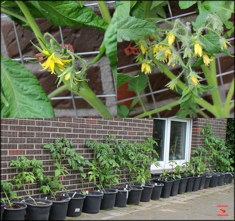 [Bild: Tomaten-17052024.jpg]