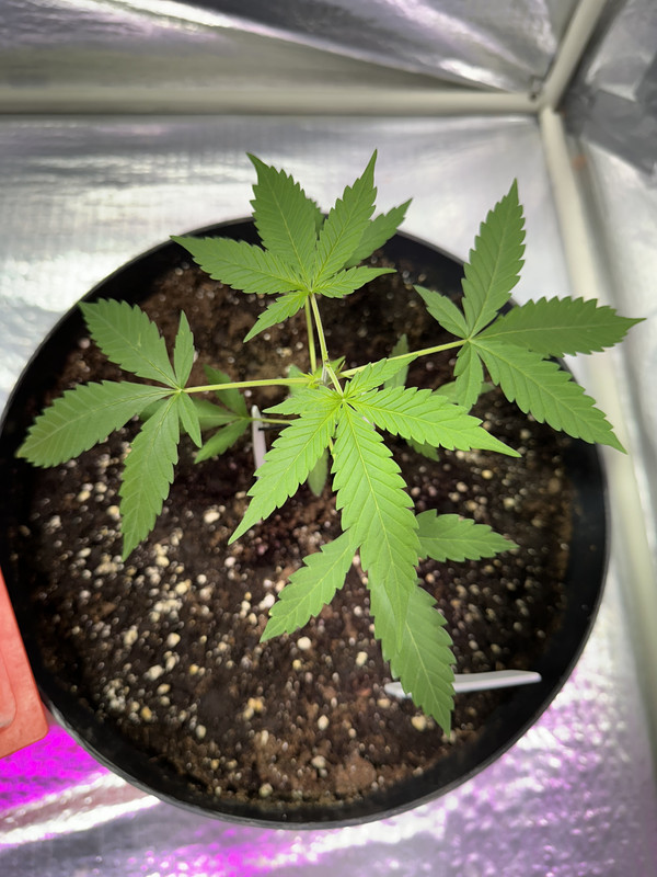 8D422F70-4B88-44FA-A7AC-445B15E271BA