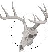 deer-skull.png