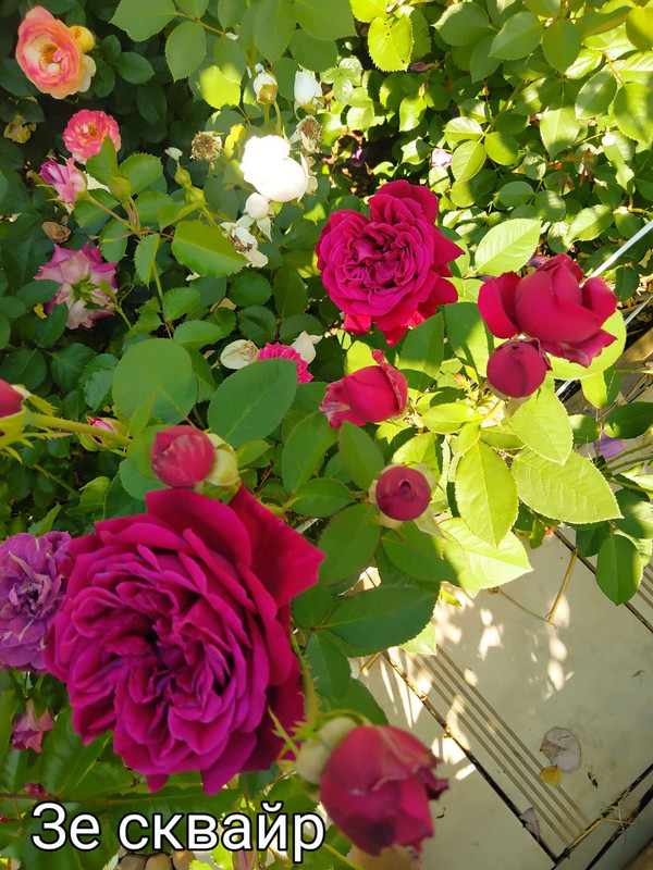 IMG_20250306_094737