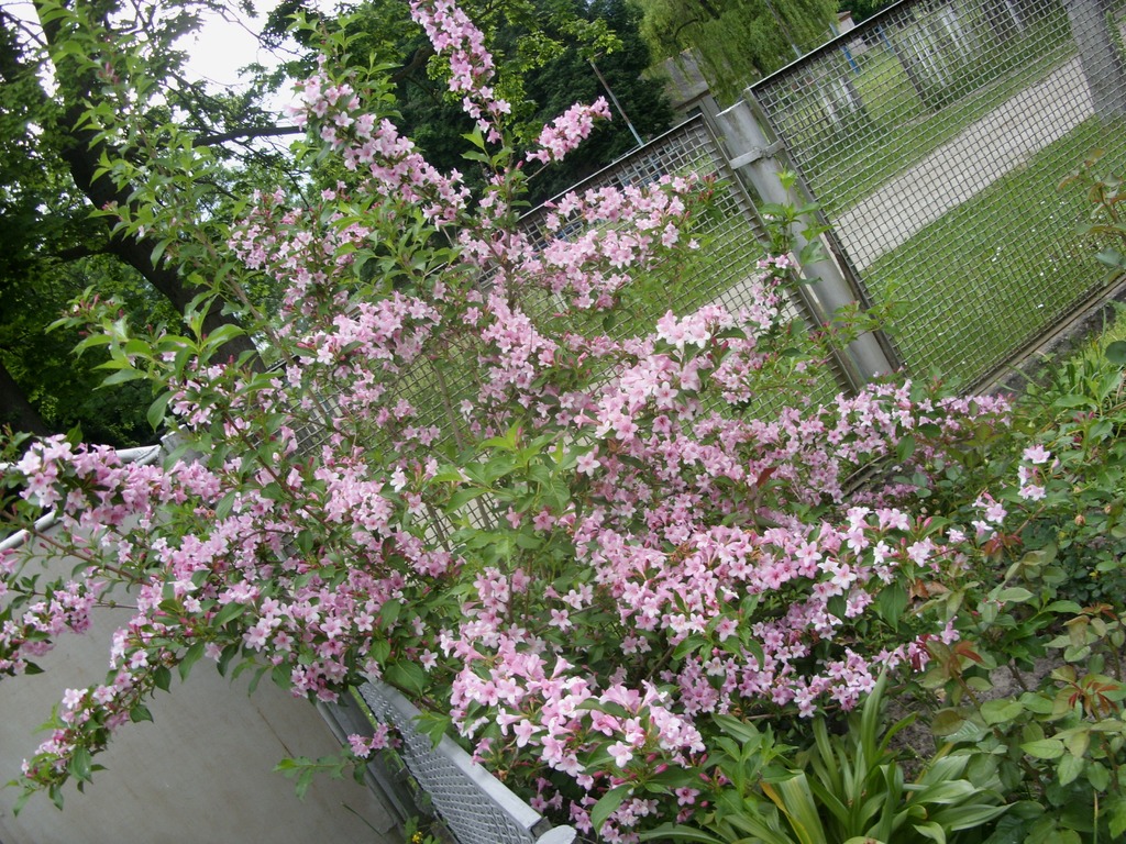 SDC11333