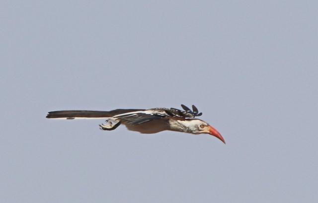 Aves do Botswana - Agosto 2019 Red-billed-hornbill