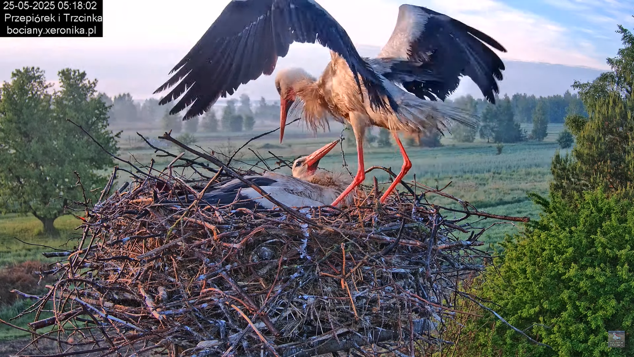 25052025bociany4