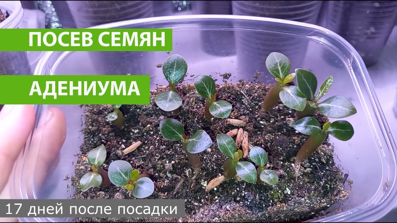 Грунт Для Адениума Купить Готовый